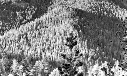 Up In The Spring Mountains