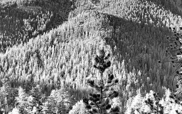 Up In The Spring Mountains