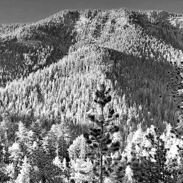 Up In The Spring Mountains