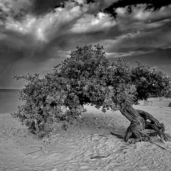 Eagle Beach Aruba