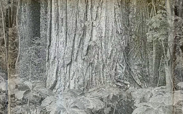 Summit County Ohio